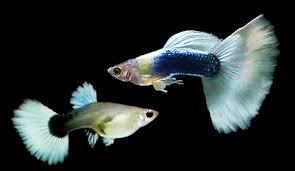 White tuxedo guppy pair
