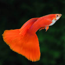 Albino full red high dorsal guppy pair