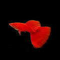 Albino full red high dorsal guppy pair