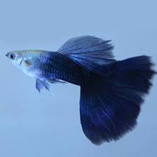 HB blue guppy pair