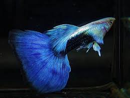 HB blue guppy pair