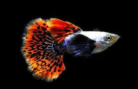 Chili Mosaic Dumbo Big Ear Guppy Pair