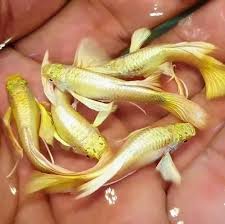 Full Gold Guppy Pair