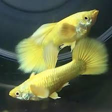 Full Gold Guppy Pair