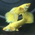Full Gold Guppy Pair