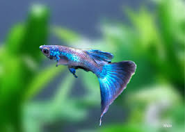 Moscow blue guppy pair