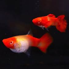 Albino Koi guppy pair