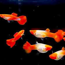 Albino Koi guppy pair