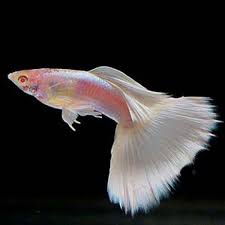 Platinum white guppy pair