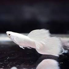 Platinum white guppy pair