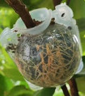 Rooting ball- large sized- 3 inch (single piece)