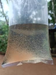 Moina Culture (live fish food)