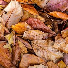 Indian Almond Leaves (10 Leaves Pack )