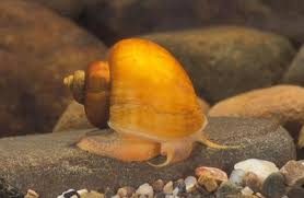 Apple Snail (Pomacea diffusa)