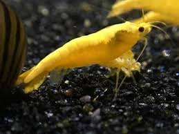 Yellow golden-back shrimp ( 5 pairs)