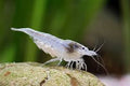 SNOW BALL WHITE SHRIMPS ( 5 pair)
