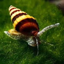 Assassin snail Bumblebee snail (5 nos)