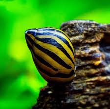 Zebra nerrite snail (5 nos)