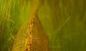 Coconut flower husk ( single piece)