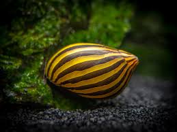 Zebra nerrite snail (5 nos)