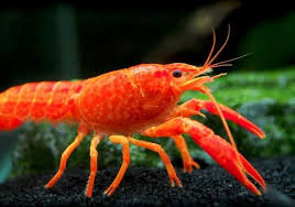 Orange Cray Fish ( 2 pair)