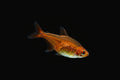 Red Ember Tetra
