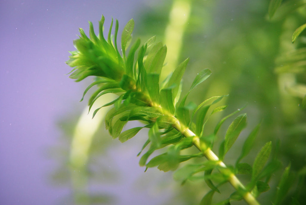 Elodea