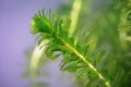 Elodea