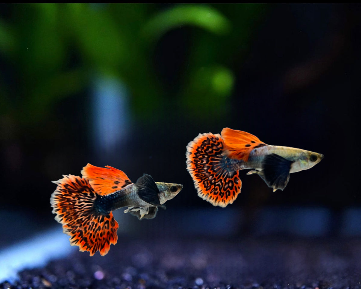 Mosaic Dumbo Ear Guppy Pair