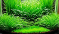Hair Grass