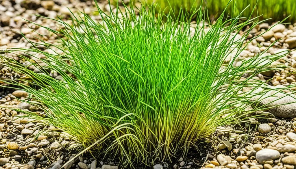 Hair Grass