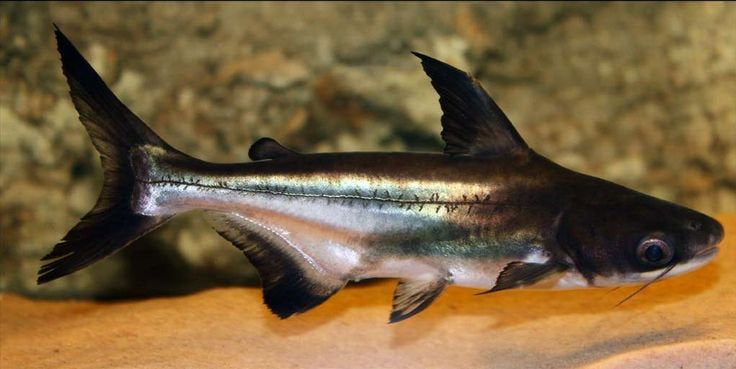 Parron shark