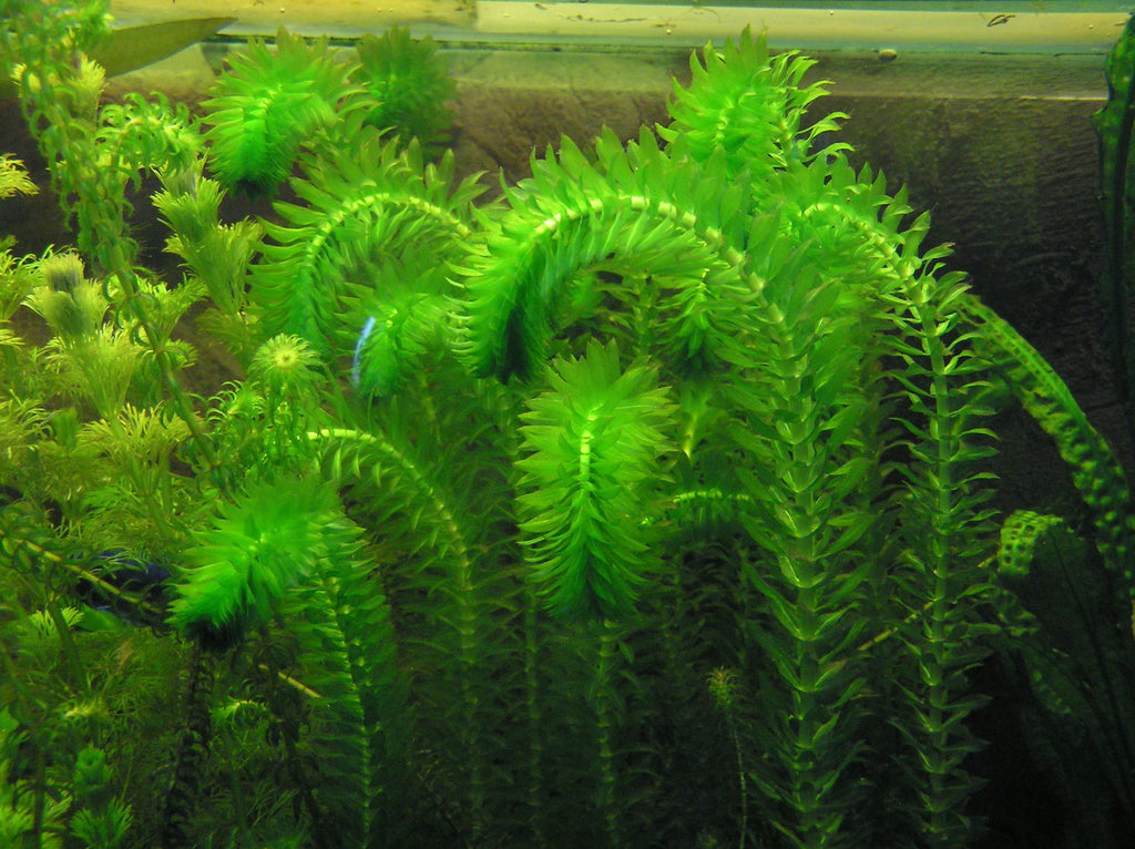 Elodea