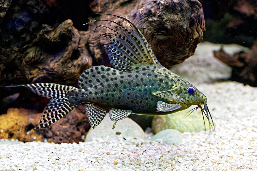 Feather fin cat fish