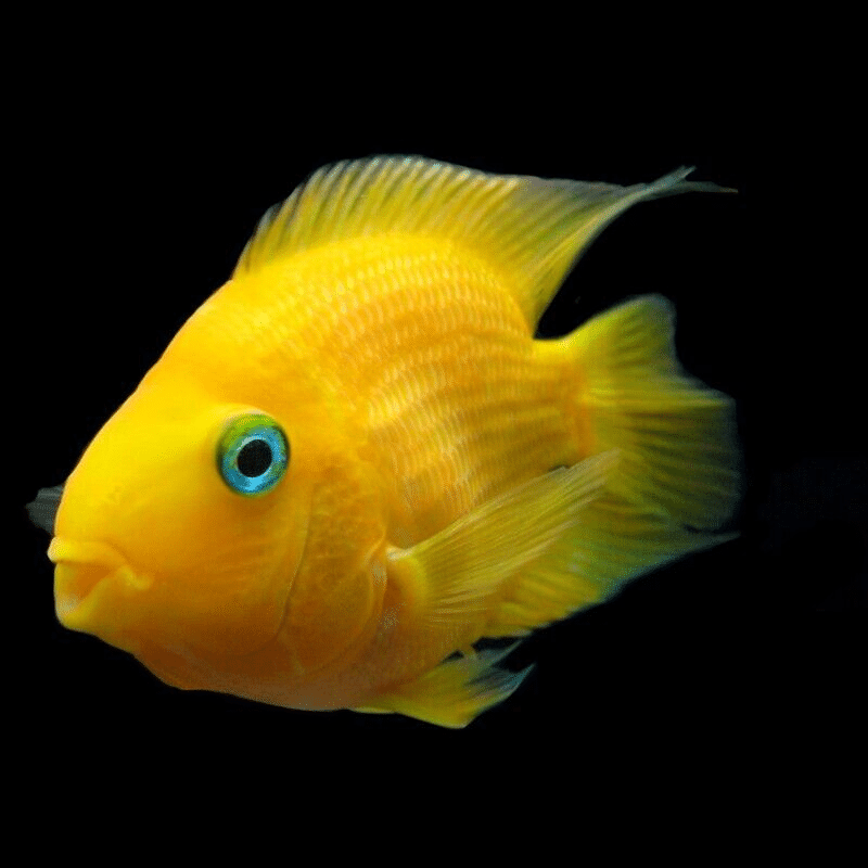 Yellow Parrot