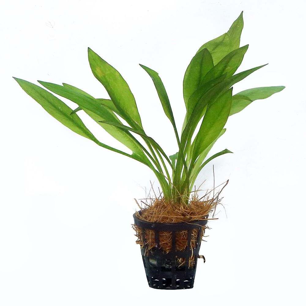 Echinodorus grisebachii/ Amazon sword (pot)