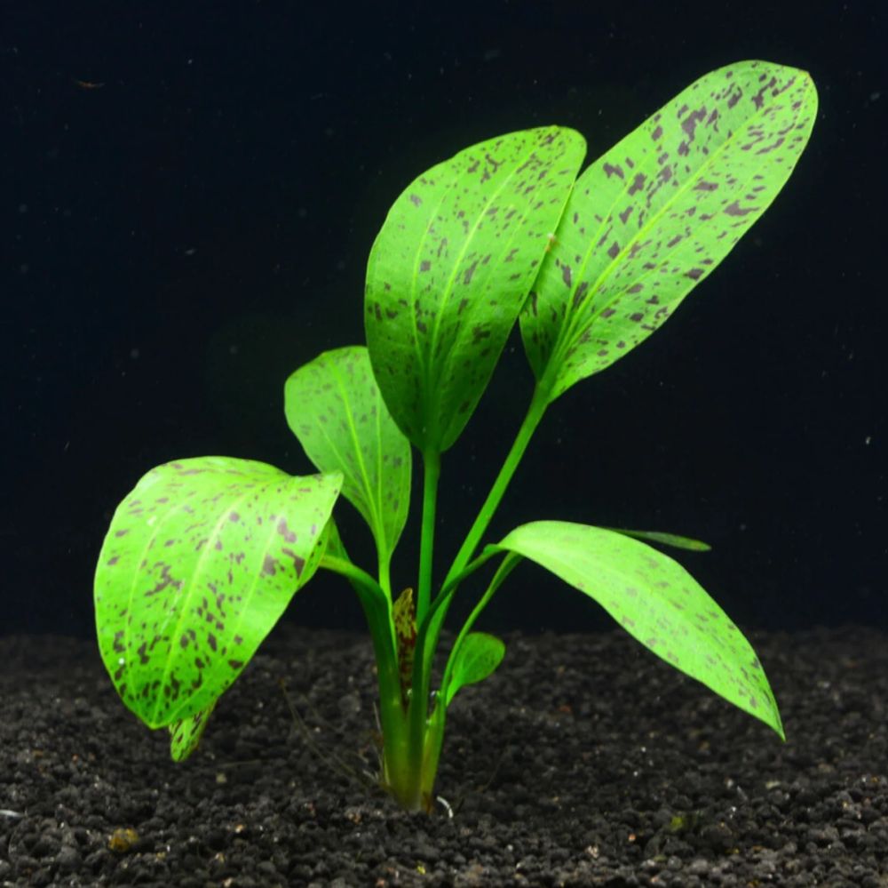 Echinodorus ozelot