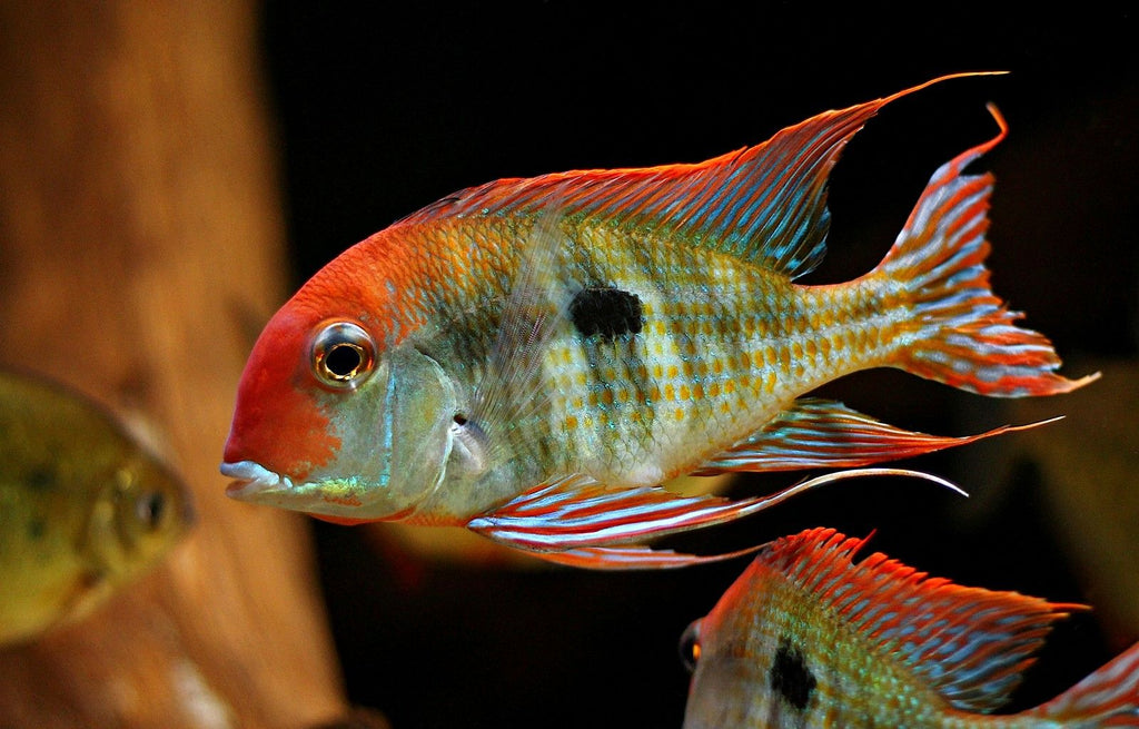 Red head Tapajos