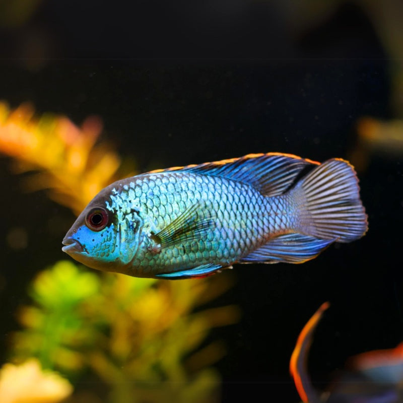 Neon Blue Accara