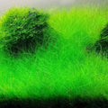 Mini Hair Grass