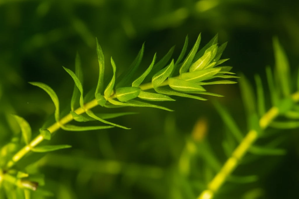 Elodea