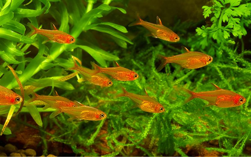 Red Ember Tetra