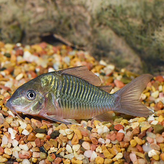 Green cory