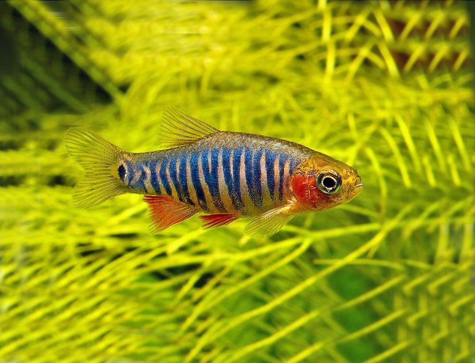 Emerald Dwarf Rasbora