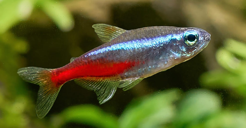 Tetra Fish