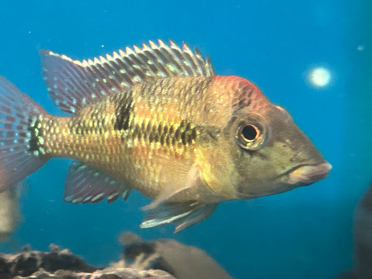 Geophagus alto sinu