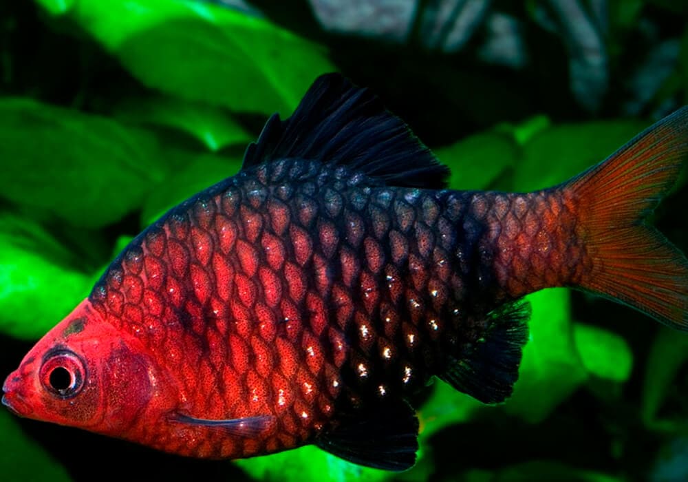 Black Ruby Barb (Per Fish)