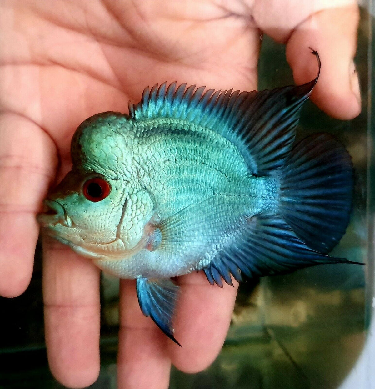 Imp Flowerhorn Thai Silk