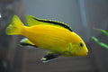 Electric Yellow Cichlid