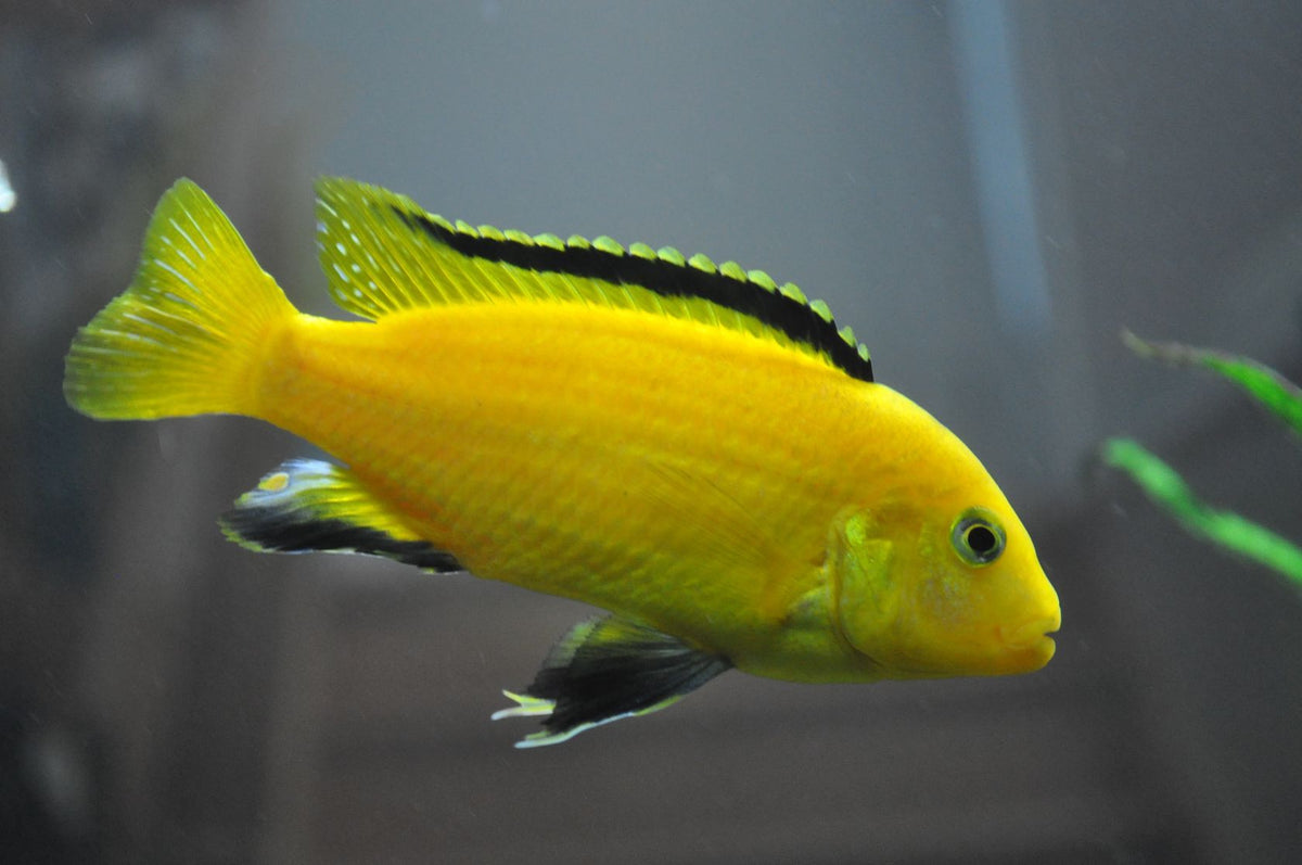 Electric Yellow Cichlid